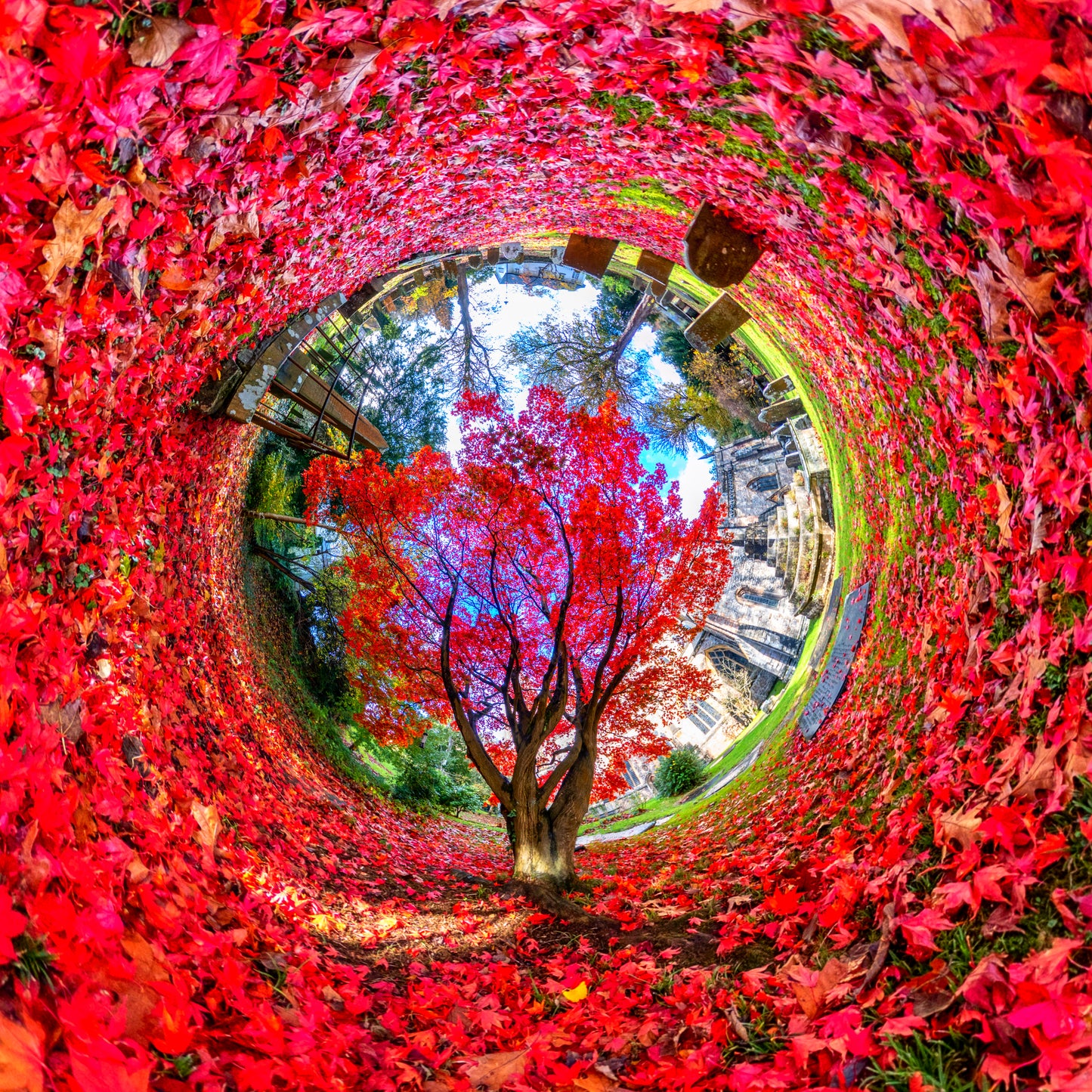 Brilliant Tree, Llandaff, Cardiff, Tiny Planet Photograph.
